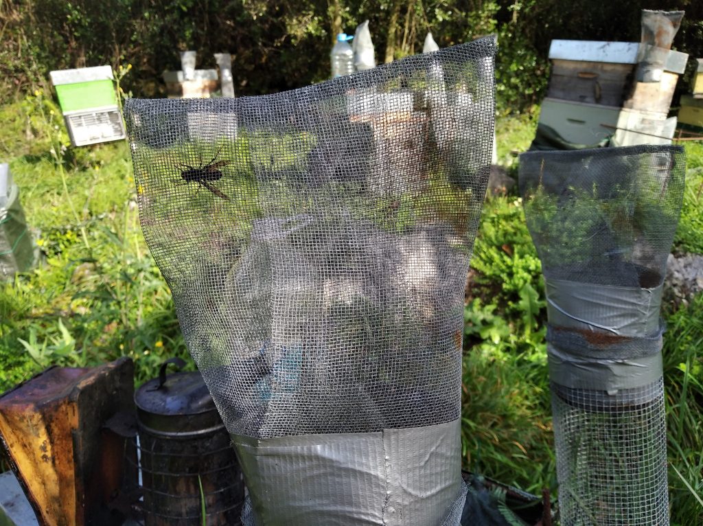 les-colmenes-de-tate-asturias-abejas-colmenas-miel-velutina (2)