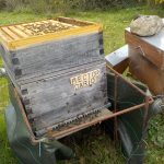 les-colmenes-de-tate-asturias-abejas-colmenas-miel (7)