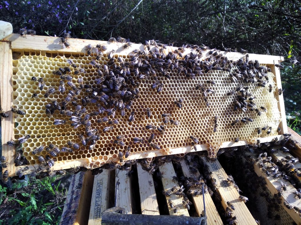 les-colmenes-de-tate-asturias-abejas-colmenas-miel (11)