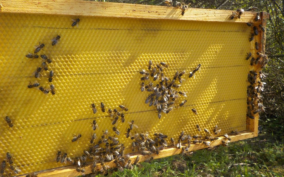 Trabajo de apicultura: Estampar cera