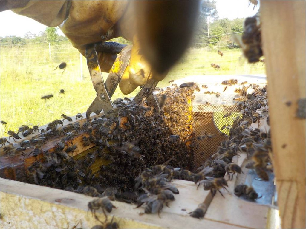 les-colmenes-de-tate-asturias-abejas-colmenas-enjambre (8)