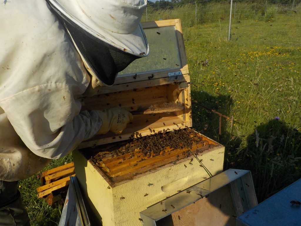 les-colmenes-de-tate-asturias-abejas-colmenas-miel-enjambre (3)