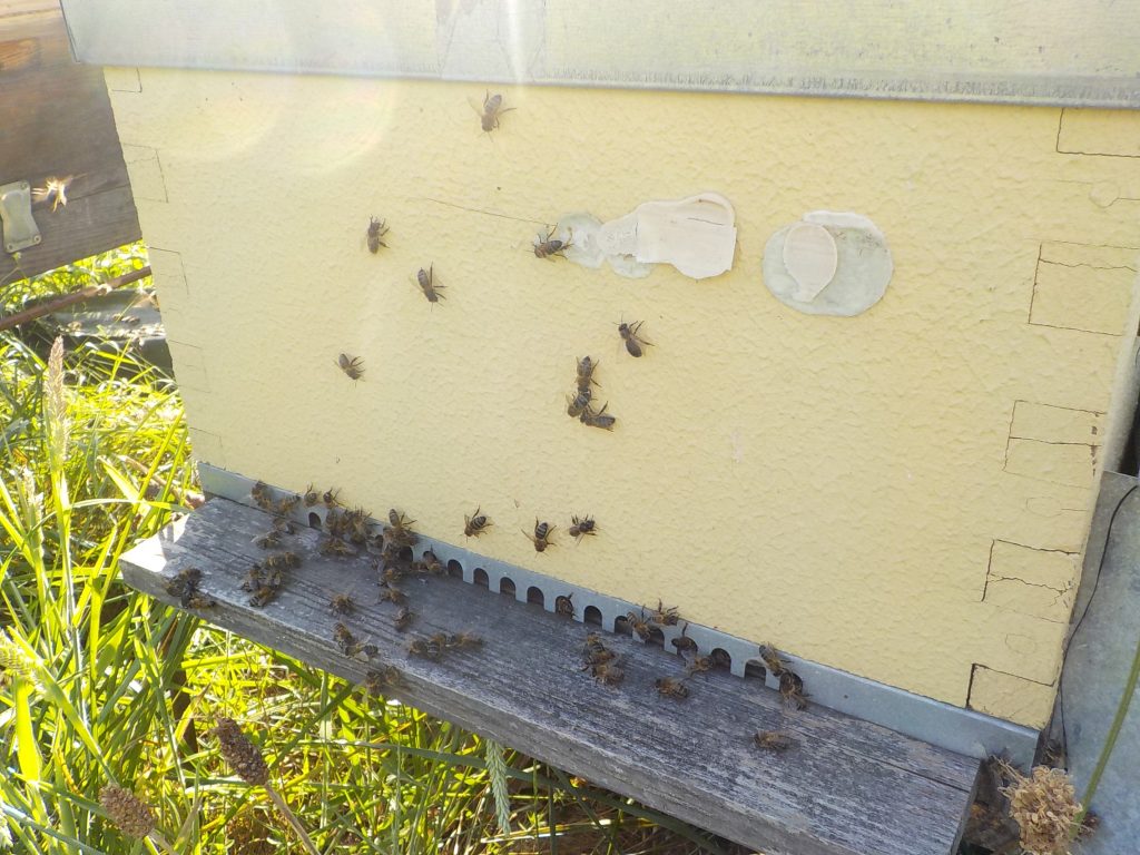 les-colmenes-de-tate-asturias-abejas-colmenas-miel-enjambre (7)