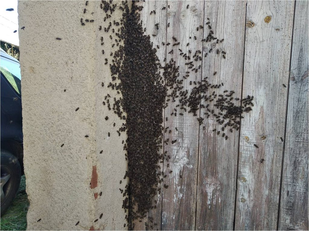 les-colmenes-de-tate-asturias-abejas-enjambre (2)