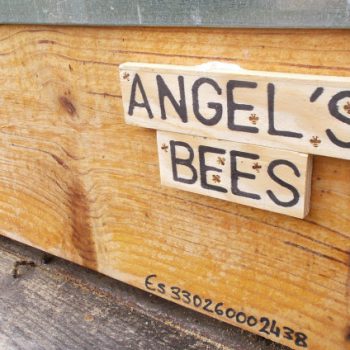Angel’s Bees