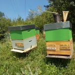 les-colmenes-de-tate-barreda-asturias-abejas-miel-2
