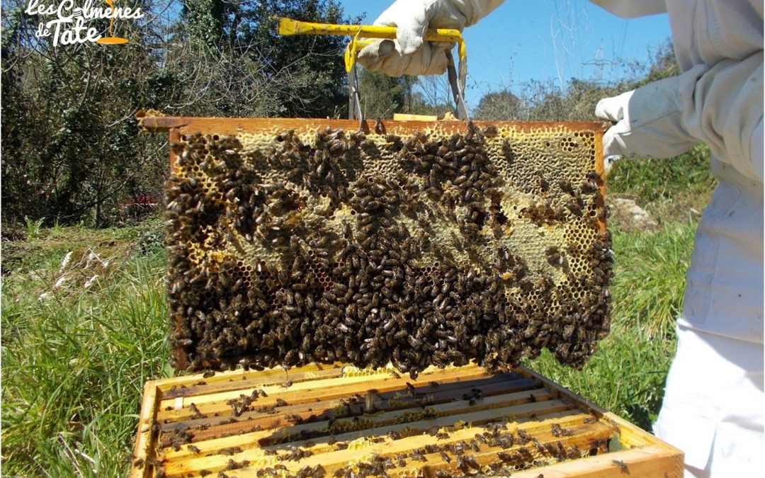 Herramientos del apicultor: El Alzacuadros