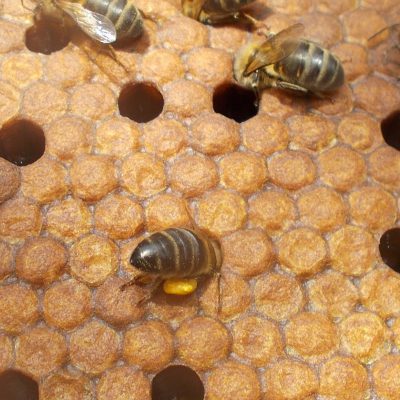 les-colmenes-de-tate-asturias-abejas-colmenas-miel-7