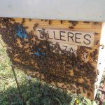 les-colmenes-de-tate-asturias-abejas-colmenas-miel-8