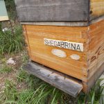 enes-de-tate-asturias-abejas-colmenas-miel-13