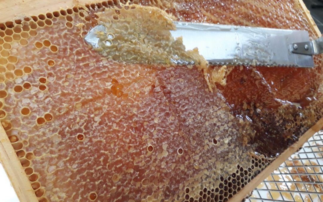 Cosecha de miel 2017