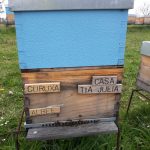 les-colmenes-de-tate-asturias-abejas-colmenas-miel-15