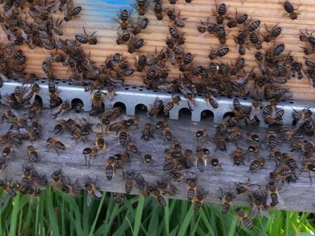 Partes de las abejas: Glándula de Nasanoff