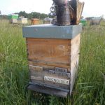 les-colmenes-de-tate-asturias-abejas-colmenas-miel-azkenoidea-4