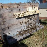 les-colmenes-de-tate-asturioas-abejas-colmenas-miel-4