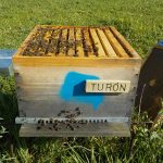 les-colmenes-de-tate-asturias-abejas-colmenas-miel-turon