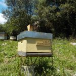 les-colmenes-de-tate-asturias-abejas-colmenas-miel-3