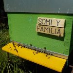 les-colmenes-de-tate-asturias-abejas-colmenas-miel-1