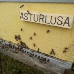 les-colmenes-de-tate-asturias-abejas-colmenas-miel-asturlusa (4)